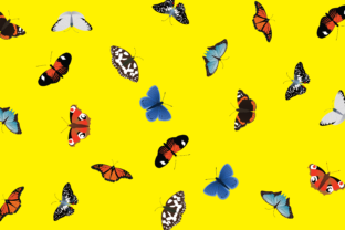 Butterfly Pattern: Elegant, Versatile & Ready to Use